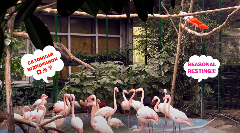 У зоопарку Києва велика зграя рожевих фламінго перебралась до нової домівки, фото