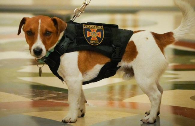 В Киеве вместо Пушкина предлагают установить памятник псу Патрону