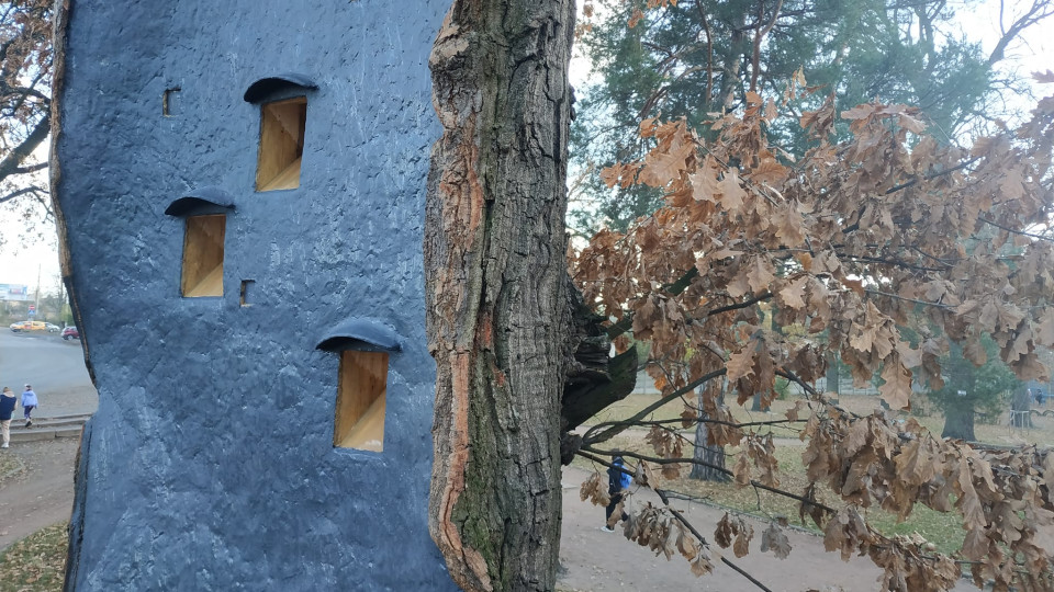 На Київщині вилікували 260-річний дуб, який постраждав через сильний буревій