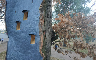 На Київщині вилікували 260-річний дуб, який постраждав через сильний буревій