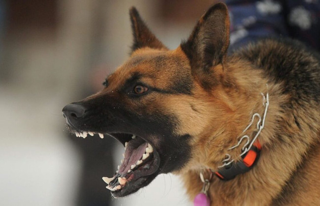 Под Киевом пес набросился на детей, игравших во дворе своего дома: их госпитализировали