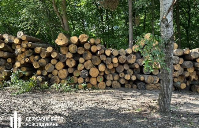 Будут судить должностных лиц лесной отрасли Волыни, которые позволили незаконные рубки на 21 млн гривен