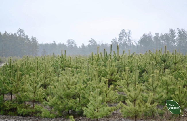 В Украине начали продажу новогодних елок