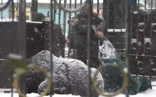 Медведя по имени Балу из Хмельнитчины перевезли в центр реабилитации на Закарпатье: видео