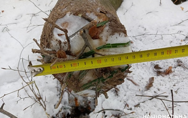 На Львівщині чоловік трагічно загинув під час незаконної порубки дерева
