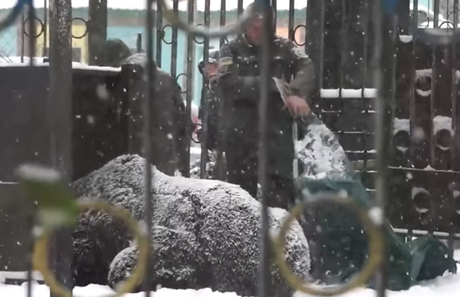 Медведя по имени Балу из Хмельнитчины перевезли в центр реабилитации на Закарпатье: видео
