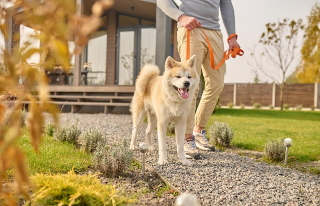 Какие обязанности, правила и требования предусмотрены законодательством для владельцев домашних животных
