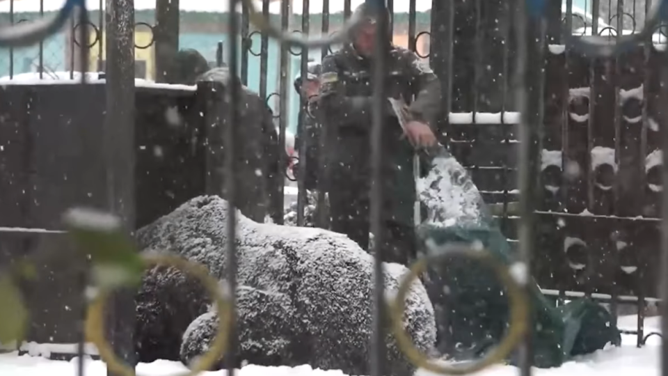 Медведя по имени Балу из Хмельнитчины перевезли в центр реабилитации на Закарпатье: видео