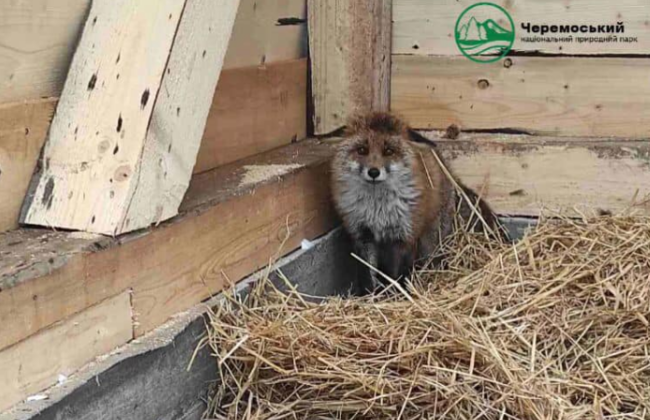 В Украине создадут сеть центров реабилитации и спасения животных