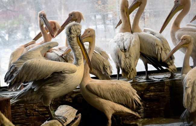 All-inclusive для пеліканів: у КиївЗоо показали, як живуть птахи взимку, фото