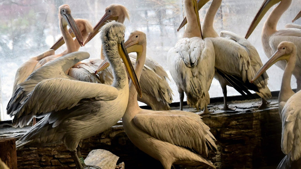 All-inclusive для пеликанов: в КиевЗоо показали, как живут птицы зимой, фото
