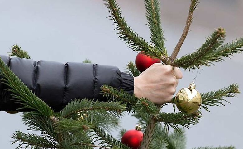В Киеве будут патрулировать парки и скверы, чтобы не допустить вырубку елей перед Новым годом: какие штрафы предусмотрены