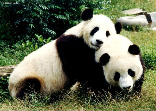 Великобритания отдала Китаю единственных двух в стране панд
