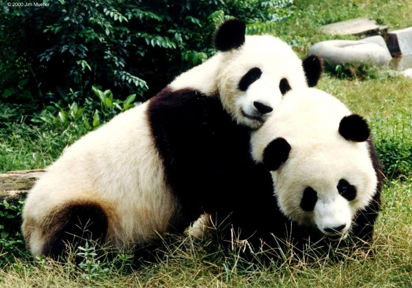 Великобритания отдала Китаю единственных двух в стране панд