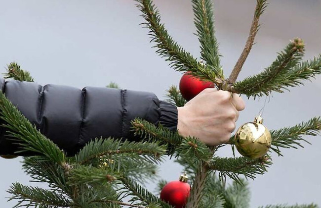 В Киеве будут патрулировать парки и скверы, чтобы не допустить вырубку елей перед Новым годом: какие штрафы предусмотрены