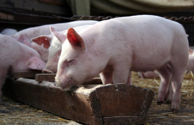 Африканская чума свиней продолжает распространяться по регионам
