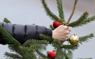 В Киеве будут патрулировать парки и скверы, чтобы не допустить вырубку елей перед Новым годом: какие штрафы предусмотрены