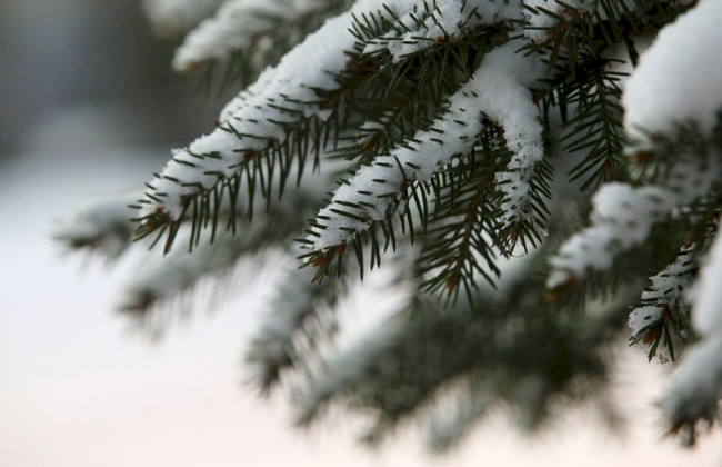 Что готовит нам последний месяц 2023 года: прогноз погоды на декабрь