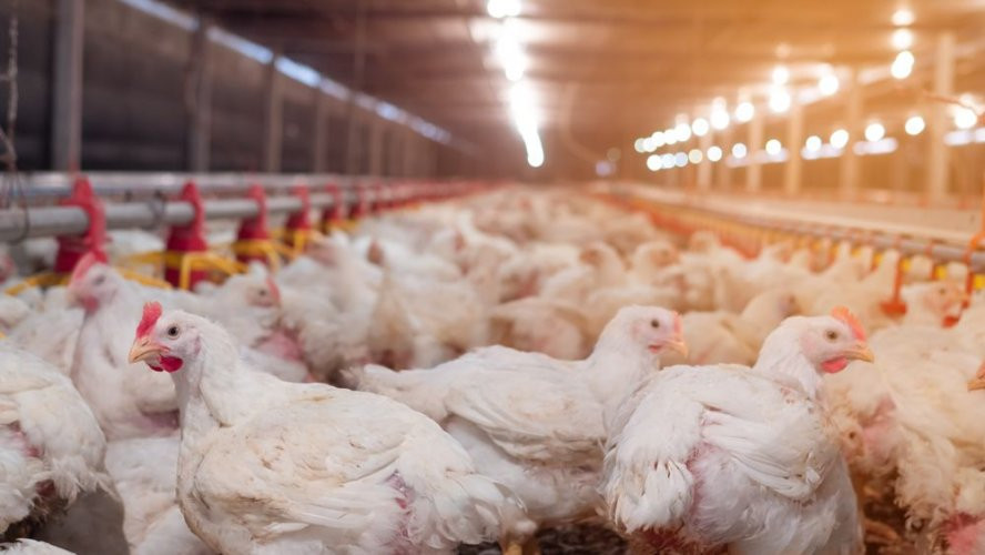 В Бельгии сообщили о вспышке высокопатогенного птичьего гриппа: 20 тысяч птиц уничтожены