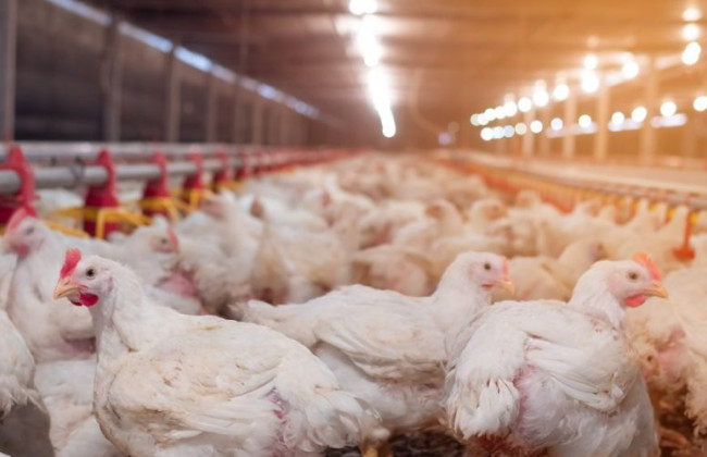 В Бельгии сообщили о вспышке высокопатогенного птичьего гриппа: 20 тысяч птиц уничтожены