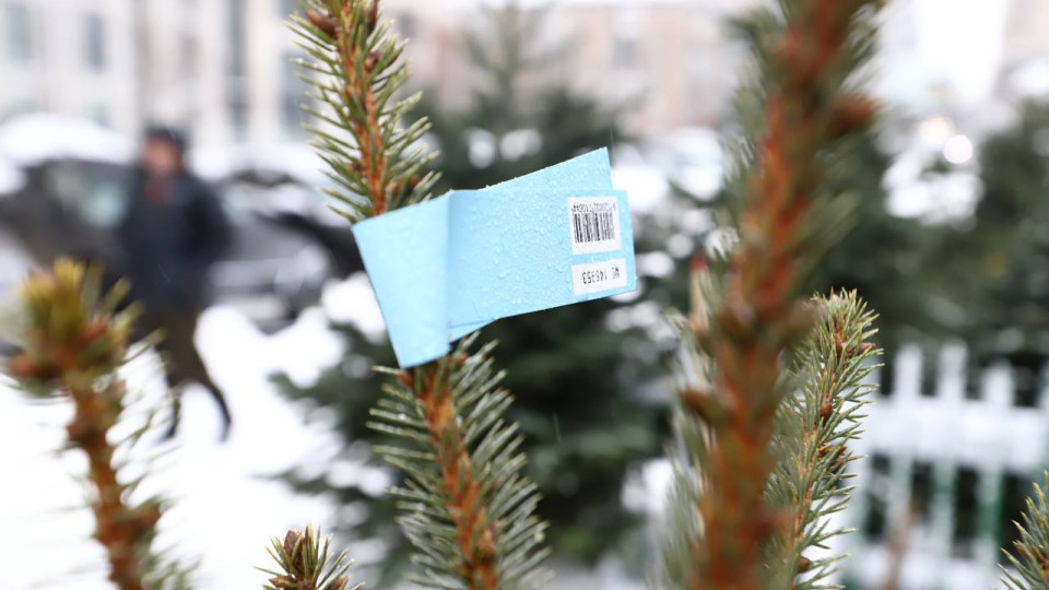В Киеве приобрести легальную елку можно будет до конца декабря на 150 официальных ярмарках