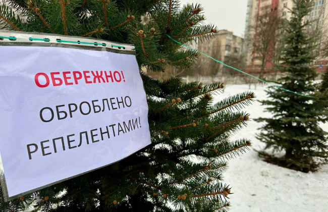 В Киеве хвойные деревья обрабатывают для защиты от вандализма в предновогодний период