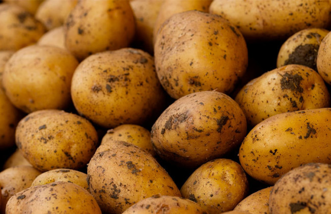 Картофель в Украине значительно вырос в цене: назвали причины