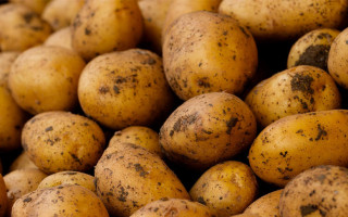 Картофель в Украине значительно вырос в цене: назвали причины