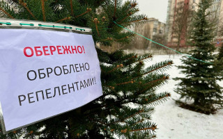 У Києві хвойні дерева обробляють для захисту від вандалізму у передноворічний період
