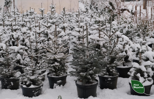 Как киевлянам проверить легальность елки – в полиции напомнили об ответственности