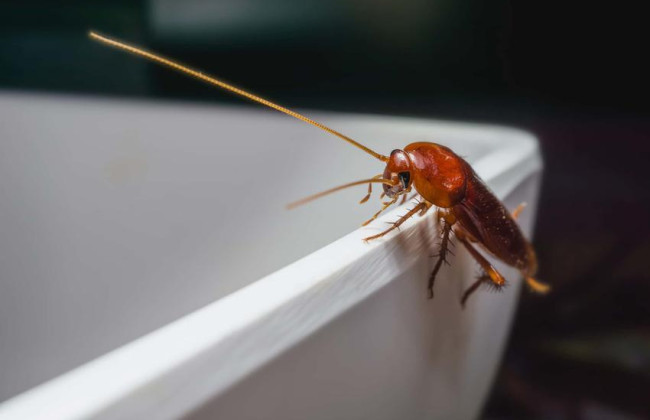 В Японии мужчина пытался убить таракана, однако взорвал квартиру