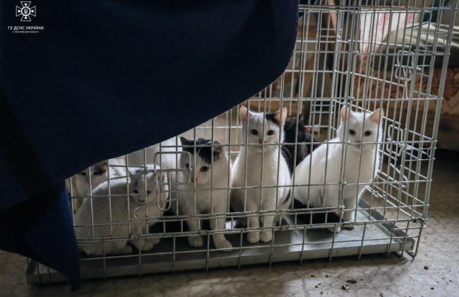 Операция «Мокрые носики»: чрезвычайники и волонтеры спасли животных из изоляции на острове