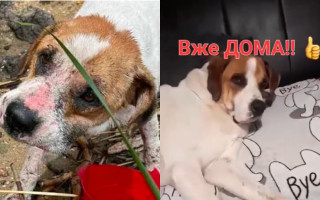 Собаку, которая приплыла на доске в Одесскую область после подрыва ГЭС, приняла к себе семья из Польши: видео