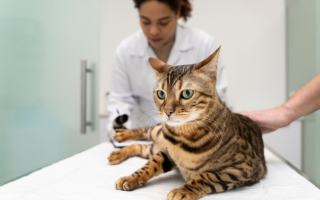 В Украине регистрация животных станет бесплатной и для ветеринаров, и для владельцев домашних животных