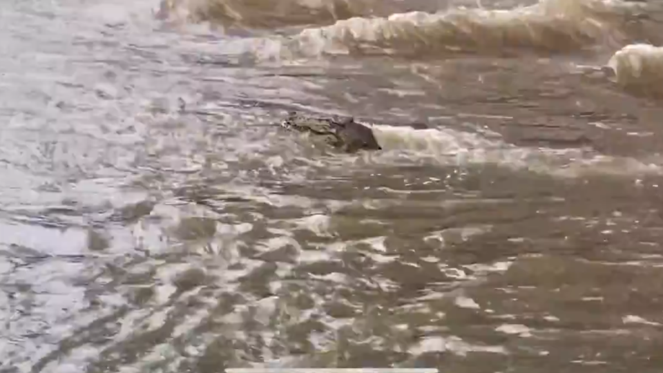 В Австралии из-за масштабного наводнения по улицам плавают крокодилы, видео
