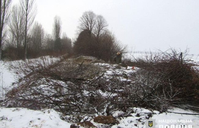 В Киевской области двое мужчин срубили 348 деревьев более чем на 2,4 млн грн