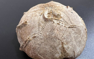 З України хотіли вивезти палеонтологічний ексклюзив, якому понад 160 млн років, фото