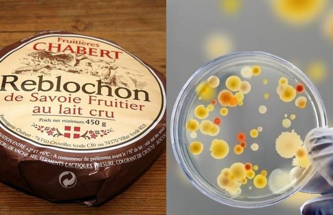 В Украину могли завезти опасный французский сыр: в продукте нашли стафилококк