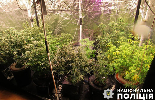 В Киеве мужчина обустроил теплицу, где выращивал коноплю