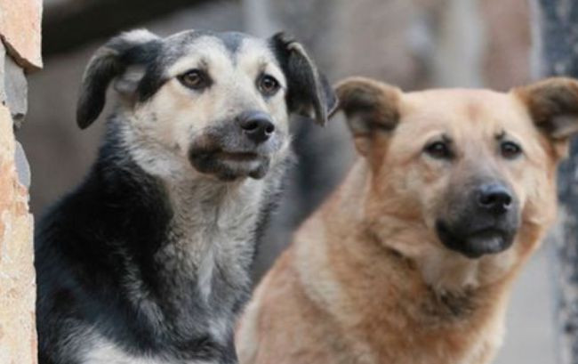 В киевском Гидропарке неизвестные отравили собак