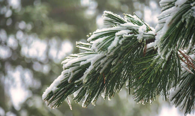 В Киеве почти весна: синоптики прогнозируют потепление: синоптики прогнозируют потепление