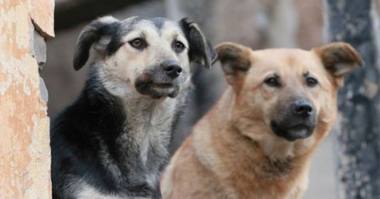 В киевском Гидропарке неизвестные отравили собак