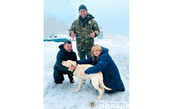 Сделал подкоп, чтобы погонять с друзьями: возле Корюковского районного суда спасли лабрадора
