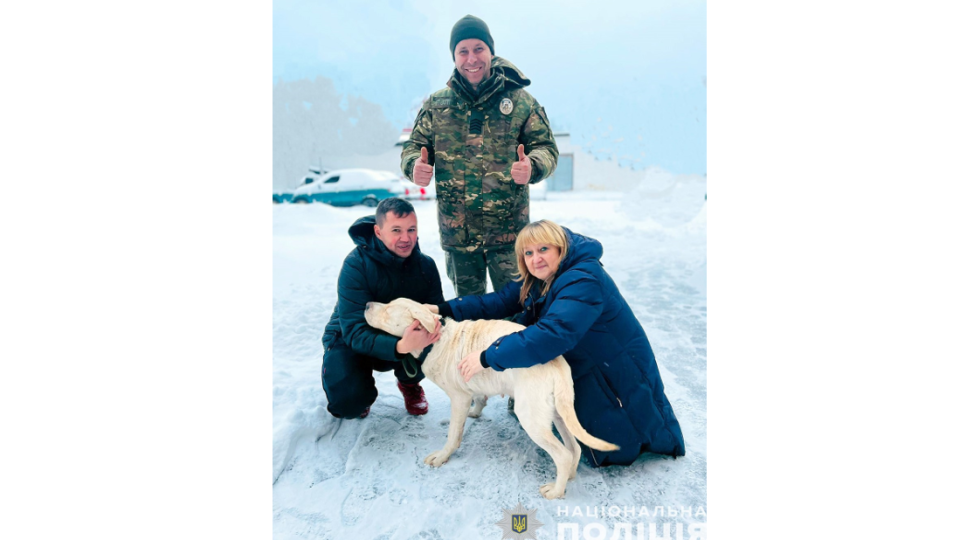 Сделал подкоп, чтобы погонять с друзьями: возле Корюковского районного суда спасли лабрадора