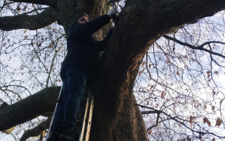 У Київському зоопарку провели лікування вікових дерев, фото
