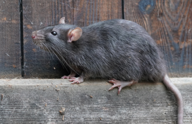 На Закарпатье крыса покусала младенца во время сна: медики предупреждают об угрозе инфекции