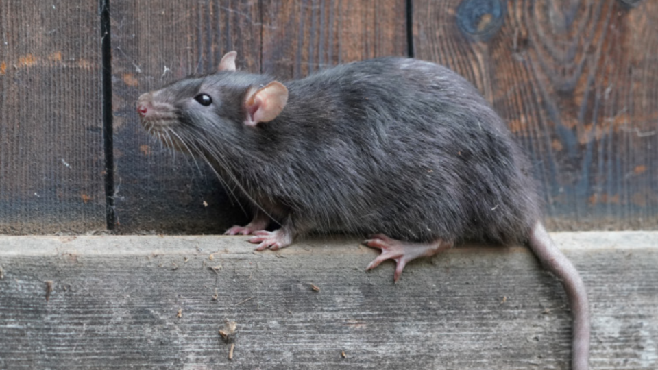 На Закарпатье крыса покусала младенца во время сна: медики предупреждают об угрозе инфекции