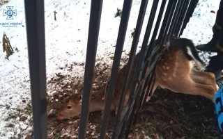 На Київщині рятувальники звільнили з залізної пастки дику косулю, відео