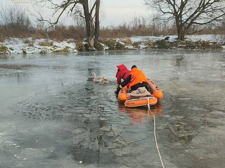 На Київщині з льодової пастки врятували лебедя, який вмерз у кригу і поранив лапу