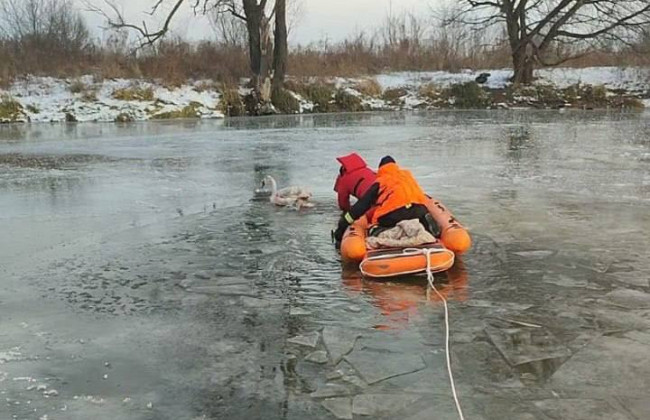 На Киевщине из ледовой ловушки спасли лебедя, который вмерз в лед и ранил лапу